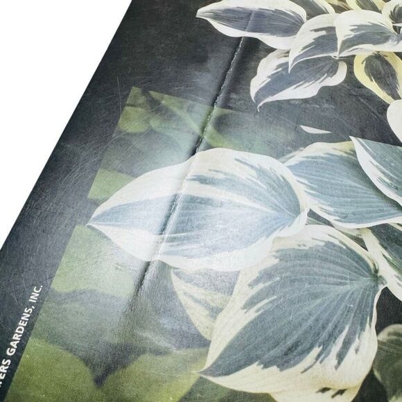 The Hosta Journal 2010 Magazine Vol 41 Number 1 - Picture 4 of 6